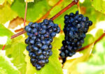 Crouch Ridge Chardonnay 2022 (6 Bottles) Althorne, Essex, England - Image 7