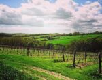 Davenport Horsmonden Dry White Blend (6 Bottles) Rotherfield, East Sussex, England - Image 2