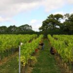 Davenport Horsmonden Dry White Blend (6 Bottles) Rotherfield, East Sussex, England - Image 4