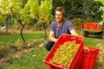 Davenport Horsmonden Dry White Blend (6 Bottles) Rotherfield, East Sussex, England - Image 5