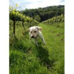 Davenport Horsmonden Dry White Blend (6 Bottles) Rotherfield, East Sussex, England - Image 6