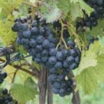 Davenport Horsmonden Dry White Blend (6 Bottles) Rotherfield, East Sussex, England - Image 7
