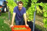 Davenport Horsmonden Dry White Blend (6 Bottles) Rotherfield, East Sussex, England - Image 8