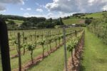 The Dell Y Gwyllgi Pinot Noir Gin (6 Bottles) Usk, Monmouthshire, Wales - Image 7