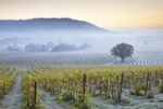 Denbies Cubitt Blanc de Noirs 2015 (6 Bottles) Dorking, Surrey, England - Image 5