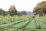 Dillions Vineyard Pinot Rosé 2023 (6 Bottles) Staplefield, West Sussex, England - Image 4