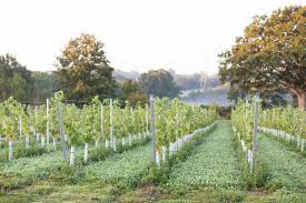 Dillions Vineyard Pinot Rosé 2023 (6 Bottles) Staplefield, West Sussex, England - Image 4