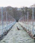 Dillions Vineyard Pinot Rosé 2023 (6 Bottles) Staplefield, West Sussex, England - Image 7
