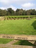 Dropmore Pinot Blush (6 Bottles) Burnham, Buckinghamshire, England - Image 2