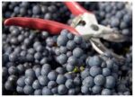 Dunleavy Sparkling Red 2022 (6 Bottles) Wrington, Somerset, England - Image 7