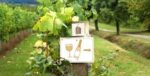 Dunleavy Sparkling Red 2022 (6 Bottles) Wrington, Somerset, England - Image 8