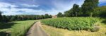 East Meon Berrygarden Sparkling Brut 2018 (6 bottles) East Meon, Hampshire, England - Image 2