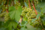 East Meon Berrygarden Sparkling Brut 2018 (6 bottles) East Meon, Hampshire, England - Image 3