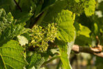 East Meon Berrygarden Sparkling Brut 2018 (6 bottles) East Meon, Hampshire, England - Image 7