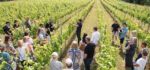 Flint Vineyard Charmat 2023 (6 Bottles) Bungay, Norfolk, England - Image 2