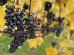 Flint Vineyard Charmat 2023 (6 Bottles) Bungay, Norfolk, England - Image 6