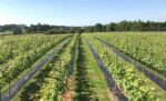 Foxbury Fields Ortega 2019 (6 Bottles) Ledbury, Herefordshire, England - Image 3