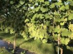 Foxbury Fields Ortega 2019 (6 Bottles) Ledbury, Herefordshire, England - Image 6