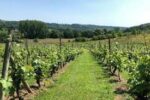 Foxbury Fields Ortega 2019 (6 Bottles) Ledbury, Herefordshire, England - Image 7