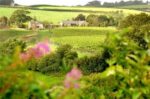 Furleigh Estate Pinot Rosé 2023 (6 Bottles) Bridport, Dorset, England - Image 3