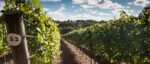 The Grange The Pinot Noir 2022 (6 Bottles) Alresford, Hampshire, England - Image 6