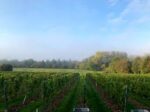 Goodworth 2019 Brut Classic Blend (6 Bottles) Andover, Hampshire, England - Image 4