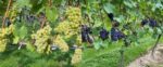 Goodworth 2019 Brut Classic Blend (6 Bottles) Andover, Hampshire, England - Image 5
