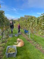 Goodworth 2019 Brut Classic Blend (6 Bottles) Andover, Hampshire, England - Image 3
