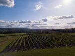 Harrow & Hope Blanc de Noirs 2019 (6 Bottles) Marlow, Buckinghamshire, England - Image 7
