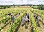 Harrow & Hope Blanc de Noirs 2019 (6 Bottles) Marlow, Buckinghamshire, England - Image 8