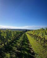 Harrow & Hope Blanc de Noirs 2019 (6 Bottles) Marlow, Buckinghamshire, England - Image 3