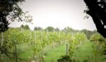 Hanwell ‘Golden Age’ Chardonnay (6 Bottles) Hickling Pastures, Nottinghamshire, England - Image 5