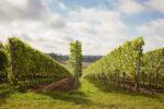 Hattingley Valley Kings Rosé 2015 (6 Bottles) Alresford, Hampshire, England - Image 3