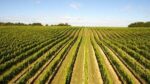 Hattingley Valley Kings Rosé 2015 (6 Bottles) Alresford, Hampshire, England - Image 8