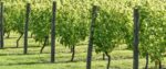 Hendred Brut Rosé (6 Bottles) Wantage, Oxfordshire, England - Image 8