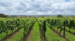Henners Vintage 2018 (6 Bottles) Herstmonceux, East Sussex, England - Image 3