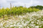 Henners Vintage 2018 (6 Bottles) Herstmonceux, East Sussex, England - Image 6