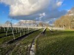 House Coren Boco 2021 (6 Bottles) Billingshurst, West Sussex, England - Image 3