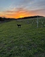 Hungerhill Merstone Ortega 2023 (6 Bottles) Bedford, Bedfordshire, England - Image 9