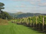 Kerry Vale Ridgeway White Blend (6 Bottles) Pentreheying, Shropshire, England - Image 3