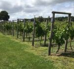 Kerry Vale Ridgeway White Blend (6 Bottles) Pentreheying, Shropshire, England - Image 8