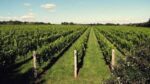 Langham Pinot Noir 2019 (6 Bottles) Dorchester, Dorset, England - Image 3