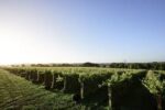 Langham Pinot Noir 2019 (6 Bottles) Dorchester, Dorset, England - Image 7