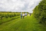 Langham Pinot Noir 2019 (6 Bottles) Dorchester, Dorset, England - Image 6