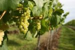 Langham Pinot Noir 2019 (6 Bottles) Dorchester, Dorset, England - Image 5