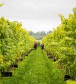 Langham Pinot Noir 2019 (6 Bottles) Dorchester, Dorset, England - Image 10