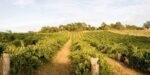 Litmus White Pinot 2018 (6 Bottles) Dorking, Surrey, England - Image 9