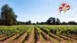 Litmus White Pinot 2018 (6 Bottles) Dorking, Surrey, England - Image 7