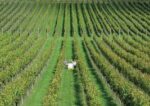 Litmus White Pinot 2018 (6 Bottles) Dorking, Surrey, England - Image 3