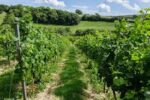 Looe Valley Rosé Brut (6 Bottles) St.Keyne, Cornwall, England - Image 9